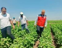 Türkmen,Pamuk Tarlaları İncelendi