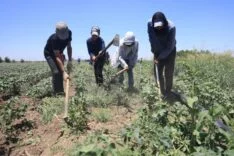 Hatay’da kavurucu sıcakta pamuk tarlasında 650 TL yevmiyeye zorlu mesai