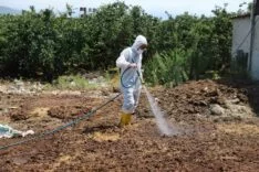 Hatay’da Akdeniz meyve sineğiyle mücadele sürüyor