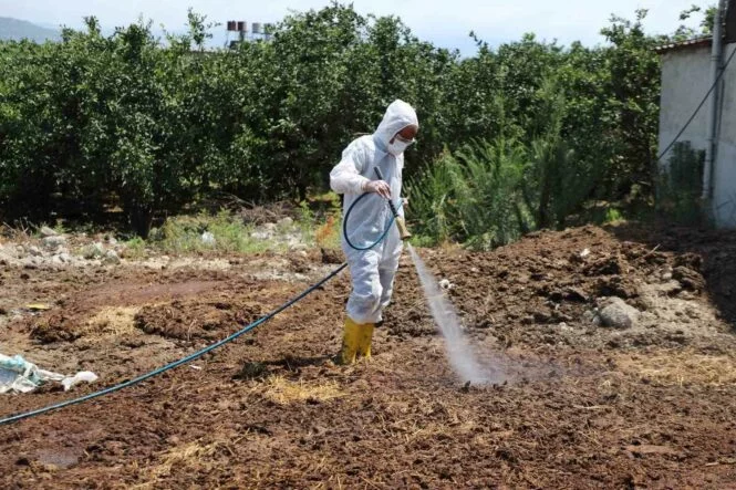 HATAY’DA AKDENİZ MEYVE SİNEĞİYLE MÜCADELE SÜRÜYOR