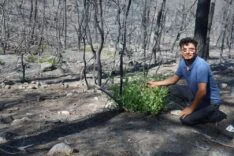 Orman yangınında küle dönen bölgede kendiliğinden fidanlar yeşerdi