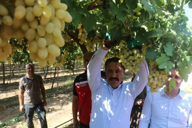 85 bin ton rekoltenin beklendiği üzümde bağ bozumu başladı