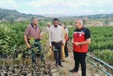 İl Tarım Müdürü Türkmen, fidan üretim sahalarını inceledi