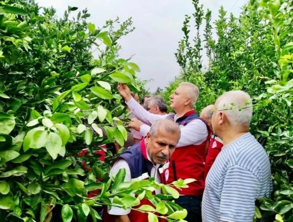 HATAY'DA NARENCİYE BAHÇELERİ ZARARLI ORGANİZMALARA KARŞI İNCELENDİ