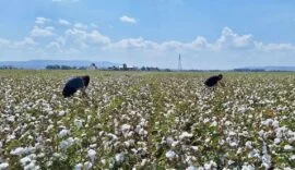 Hatay’da pamuk ve soya ekili araziler kontrol edildi