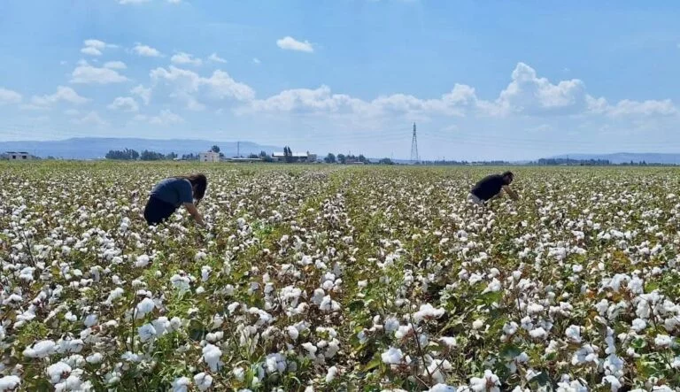 Hatay’da pamuk ve soya ekili araziler kontrol edildi
