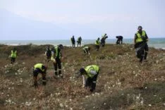 KUM ZAMBAKLARI VE YEŞİL DENİZ KAPLUMBAĞALARINA ÖZEL ÇALIŞMA