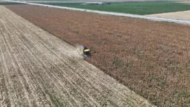 Son 65 yılın ek kurak yılının yaşandığı Amik Ovası’nda mısır hasadında rekolte kaybı yaşandı