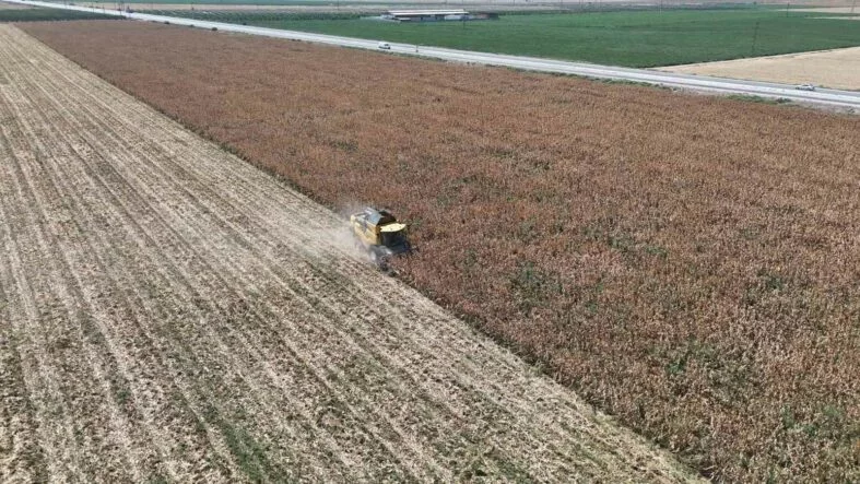 SON 65 YILIN EK KURAK YILININ YAŞANDIĞI AMİK OVASI'NDA MISIR HASADINDA REKOLTE KAYBI YAŞANDI