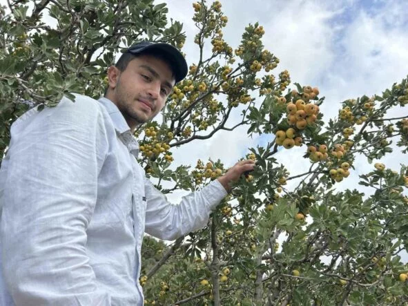 Şifa deposu alıçta hasat başladı: Kilogram fiyatı 200 TL’den alıcı buluyor