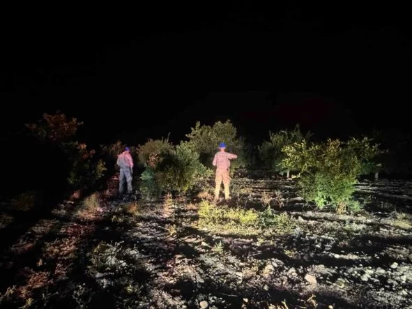 Jandarma ekipleri, narenciye hırsızlarına karşı devriyede