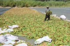 Kurutulmaya bırakılan tütünler, tarım arazilerini renklendirdi