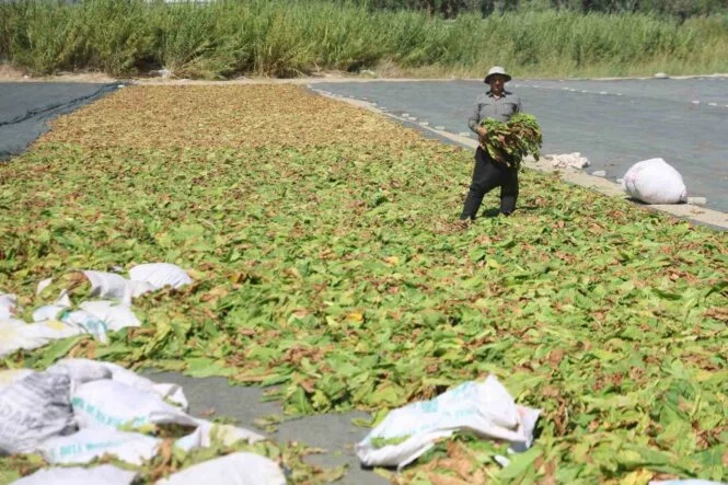 Kurutulmaya bırakılan tütünler, tarım arazilerini renklendirdi