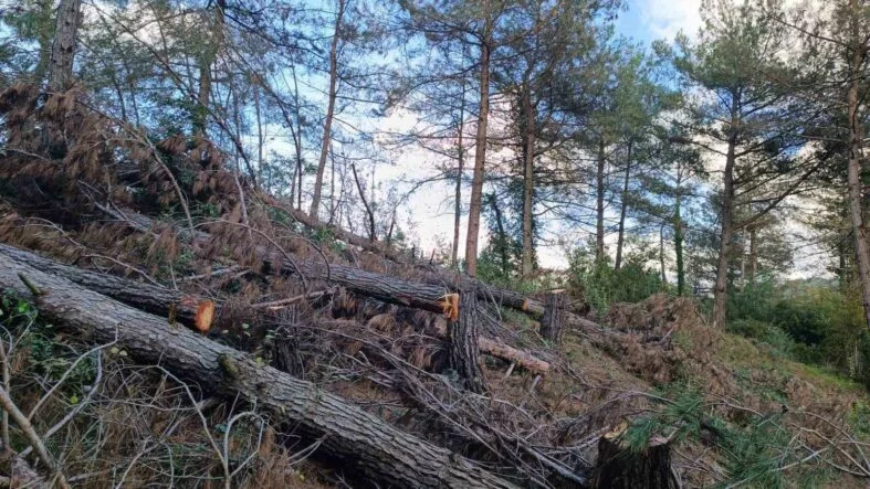 Payas kırsalı ormanlık alanda 20 adet kızılçam ağacı kesilmiş halde bulundu