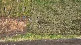 Uyuşturucu tarlasında bin 876 kök kenevir ele geçirildi: 3 tutuklama