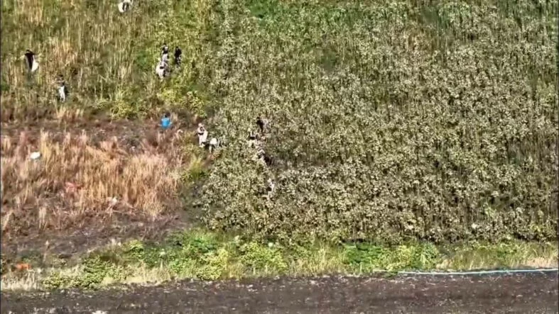 Uyuşturucu tarlasında bin 876 kök kenevir ele geçirildi: 3 tutuklama