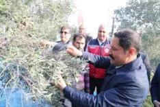 Hatay’da 17 milyon 102 bin ağaçta, 201 bin ton zeytin rekoltesi bekleniyor