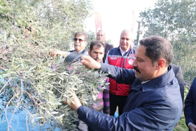Hatay’da 17 milyon 102 bin ağaçta, 201 bin ton zeytin rekoltesi bekleniyor