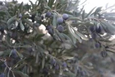Kuraklık zeytin hasadında yağ verimini olumsuz etkiledi