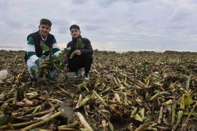 ASİ NEHRİNİ İSTİLA EDEN SU SÜMBÜLLERİ KUVVETLİ YAĞIŞLA BİRLİKTE AKDENİZ KIYISINI YEŞİLE BÜRÜDÜ