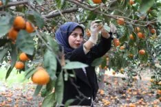 WhatsApp Image 2026-01-09 at 14.10.02