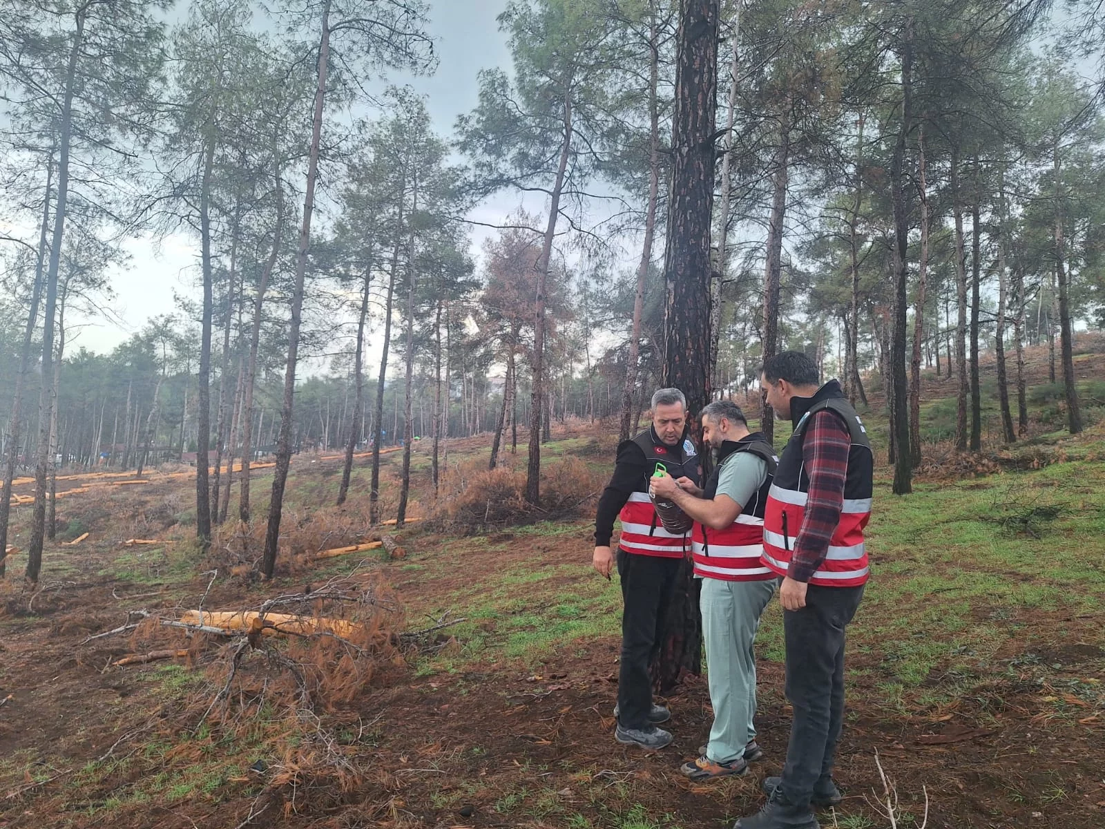 HATAY TABİATI  KORUMA DERNEĞİ’NDEN  AĞAÇ KESİMİ KONUSUNDAN AÇIKLAMA