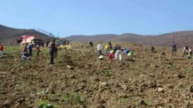 HATAY'DA ORMAN YANGININDAN ZARAR GÖREN ALANLARDA 5 BİN FİDAN TOPRAKLA BULUŞTURULDU