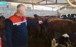 KUMLU’DA YERLİ IRK HAYVANLARLA BÜYÜKBAŞ YETİŞTİRİCİLİĞİ YAPAN İŞLETME İNCELENDİ