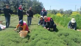 ALTINÖZÜ'NDE ZAHTER HASADI BAŞLADI