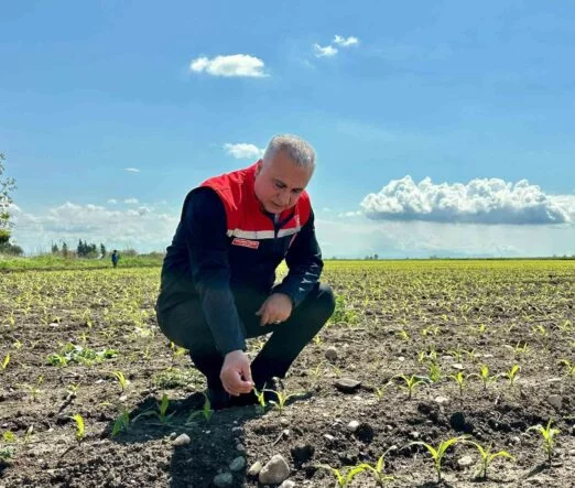 KIRIKHAN’DA MISIR EKİLİ ALANLAR İNCELENDİ