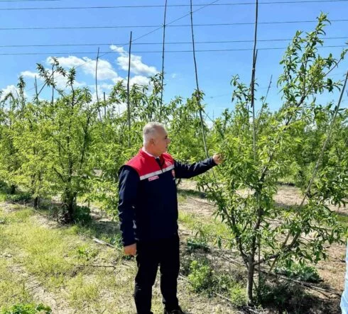 KIRIKHAN'DA ŞEFTALİ BAHÇELERİ İNCELENDİ