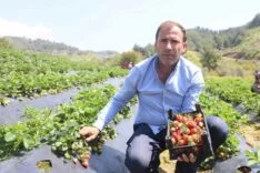 HATAY’DA ÇİLEK HASADI BAŞLADI