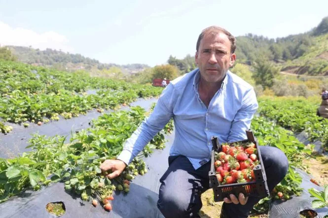 Hatay’da çilek hasadı başladı