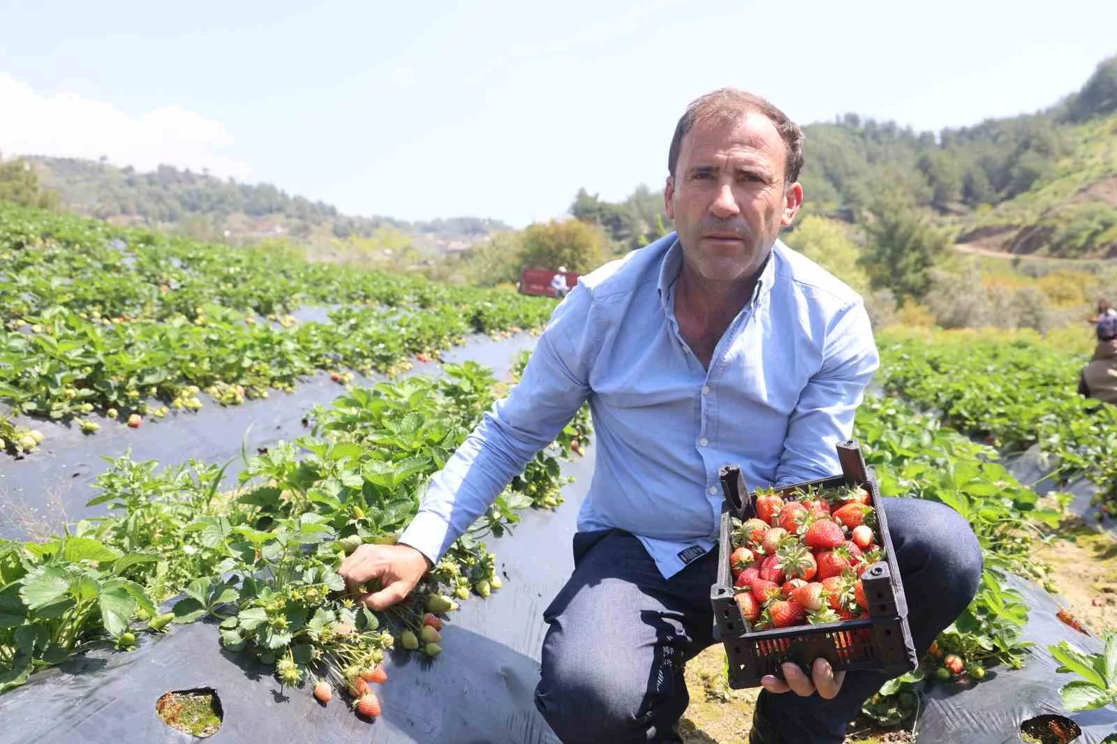 Hatay’da çilek hasadı başladı