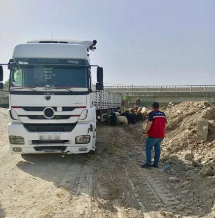 HATAY’DA KURBAN BAYRAMI ÖNCESİ HAYVAN SEVKİYATLARINA SIKI DENETİM