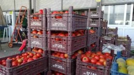 SEBZE HALİNDEKİ DOMATESİN FİYATI 15 TL'YE DÜŞTÜ