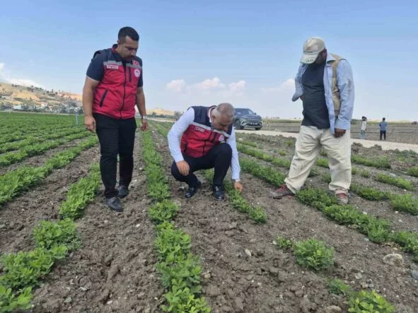 ANTAKYA'DA YER FISTIĞI ÜRETİMİ YAPILAN ARAZİLER İNCELENDİ