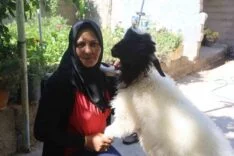 EVLADINI LÖSEMİDEN KAYBEDEN ANNE, TESELLİYİ PEŞİNDEN AYRILMAYAN KUZUDA BULDU