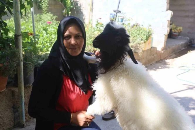 EVLADINI LÖSEMİDEN KAYBEDEN ANNE, TESELLİYİ PEŞİNDEN AYRILMAYAN KUZUDA BULDU