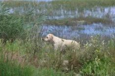 MİLLEYHA SULAK ALANINA 5 YAVRU KÖPEĞİ BIRAKAN 2 ŞAHSA 540 BİN TL PARA CEZASI UYGULANDI