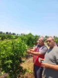 NARENCİYE BAHÇELERİNDE FAYDALI BÖCEK SALIMI YAPILDI