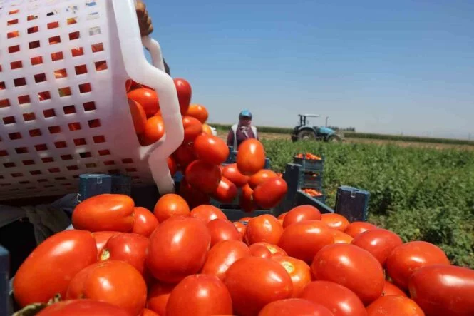 ZORLU MESAİYLE KAVURUCU SICAKLIKTA HASADI YAPILAN DOMATES TARLADA 15 TL'DEN ALICI BULUYOR