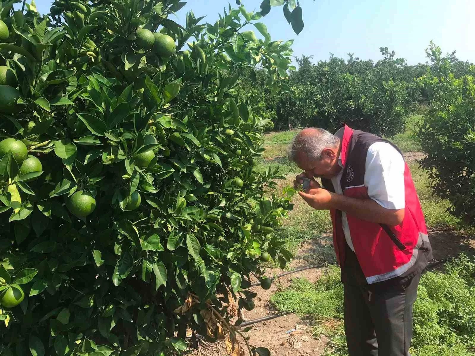 Erzin’de narenciye bahçelerinde hastalık denetimi yapıldı
