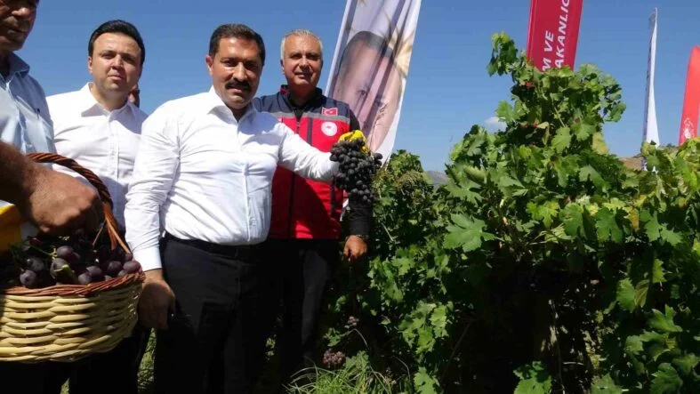 BEREKETİN YAŞANDIĞI ÜZÜMDE BAĞ BOZUMU BAŞLADI, 85 BİN TON REKOLTE BEKLENİYOR