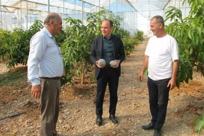 ERZİN’DE AVOKADO VE MANGO ÜRETİMİ YAPILAN SERALAR EKONOMİYE KATKI SAĞLIYOR