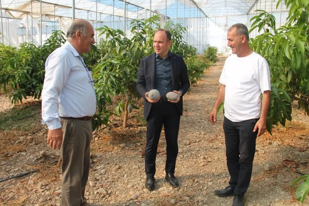 Erzin’de avokado ve mango üretimi yapılan seralar ekonomiye katkı sağlıyor