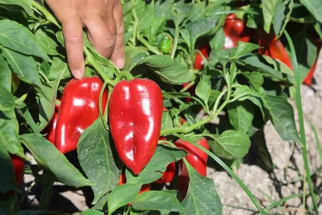 KAVURUCU SICAKTA ZOR ŞARTLARDA HASADI YAPILAN KAPYA BİBER TARLADA 20 TL'DEN ALICI BULUYOR