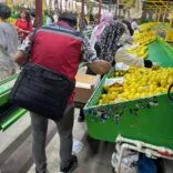 YURT DIŞINA SATILAN LİMONDA PESTİSİT KONTROLLERİ SÜRÜYOR