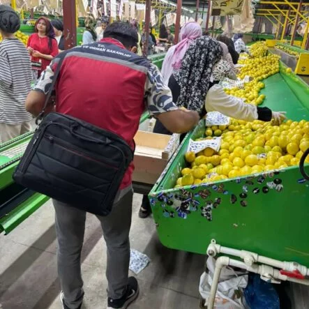 YURT DIŞINA SATILAN LİMONDA PESTİSİT KONTROLLERİ SÜRÜYOR