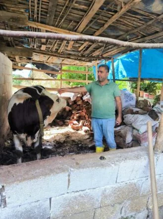 Hatay’da şap hastalığına karşı aşılama çalışmaları sürüyor